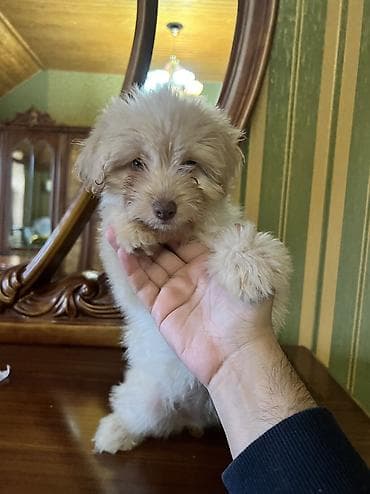 quba heyvanlar: Malta bolonka, 2 ay, Dişi — 2