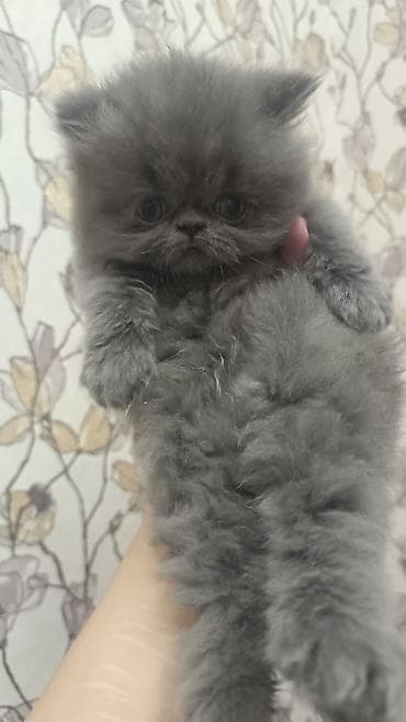 xoruz sekilleri: Fars — 7