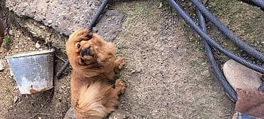 итлер: Пекинес — 4