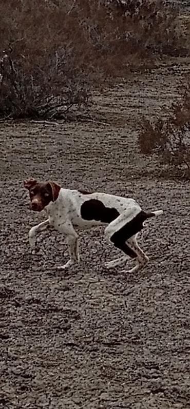 heyvan şekilleri: 5 ay, Erkek, Peyvəndli, Ünvandan götürmə — 2