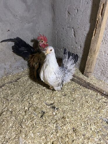 yerli cins inekler: Toyuq, Damazlıq, Ödənişli çatdırılma — 9