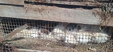 ucuz pisik satisi: Salam tecili 40a yaxin dovsan satilir 14 denesi balalardir geriye — 1
