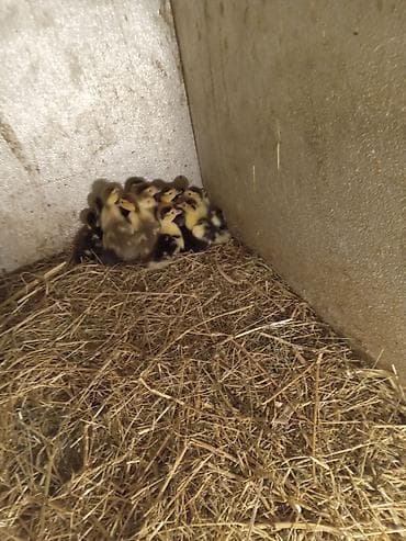cuce satışı: Lal Ördək balaları krasnadar hind ördəkləri ilə yerli ördəklərin — 3
