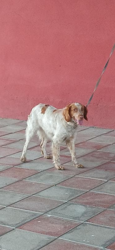 mini itlər: Koker spaniyel, 10 ay, Dişi — 3