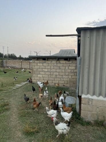 simmental inək cinsi: Курица, Для яиц — 4