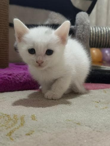 it pişik: Yaxşı əllərə — 2