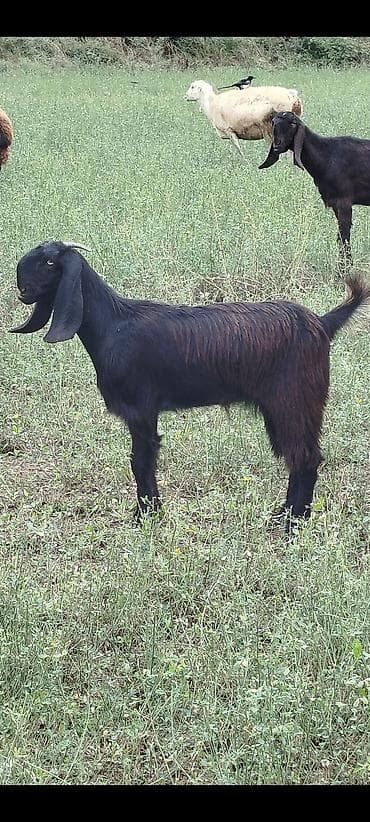 yorga at satilir: 9ayliq dişi çəpiş son qiymət 400 istəyən zəng vura bilər — 1