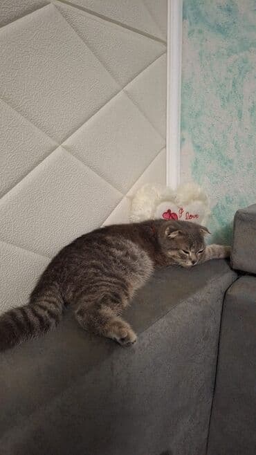 ev pişiyləri: Şotland yastı qulaq — 1