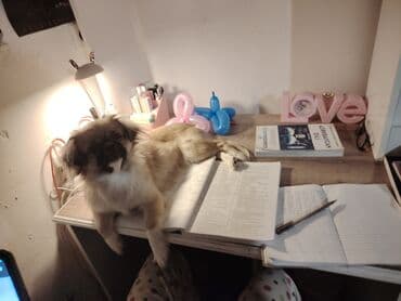 стол компьютерный письменный: Pekines it. Dişidir. 8 aylıqdır. Dil bilir, oynamağı çox sevir — 1