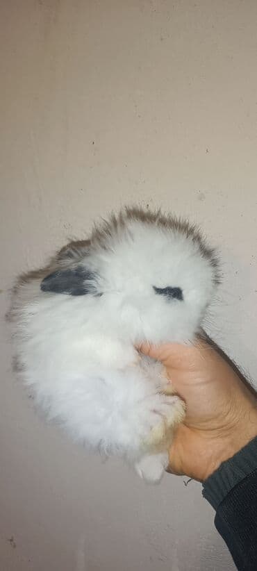 Бусы: Karlik dovşan satılır. Tam sağlam bitsiz birəsiz 100% ev dovşanıdır — 4