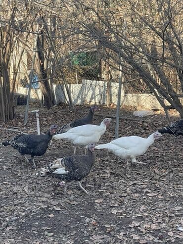 Gəmiricilər: Hinduşka fereleri satılır cavan dı hamısı — 2
