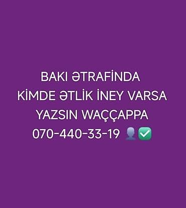 balali inək: Axtarış: Bakı və ətraf ərazilərdə ətlik inək 🐄 Tələblər:✅ - Yalnız — 1