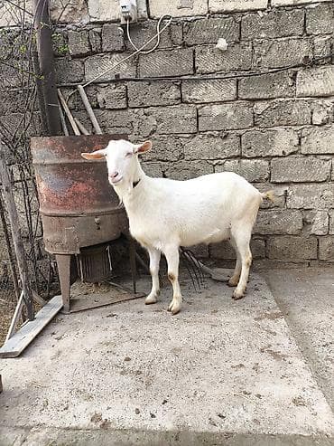 Təmiz orginal 3 dənə Sani satılır ikisi balalıdı hərəsin bir balası