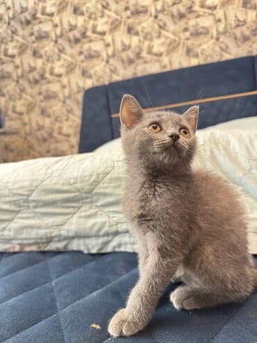 itlərə verilən adlar: Şotland — 2