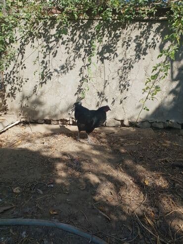 amerika devequsu haqqinda melumat: Toyuq, Australorp, Ətlik, Ünvandan götürmə — 4