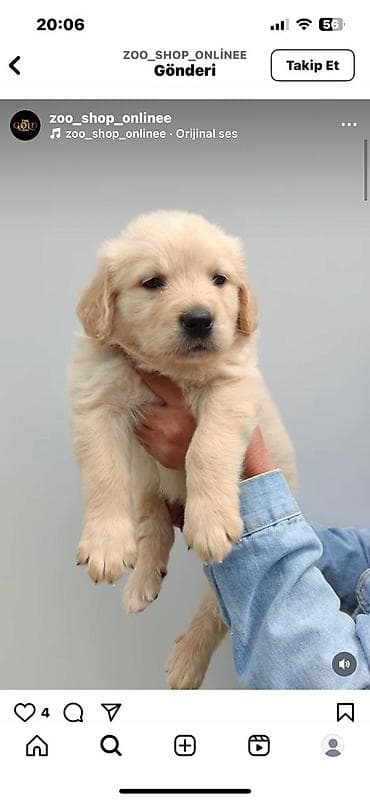 Retriever, 2 ay, Erkek, Ünvandan götürmə, Rayonlara çatdırılma, Pulsuz çatdırılma