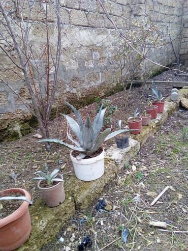 Digər bitkilər: Bag ucun kaktus aqava satilir. Qiymeti 6 azn. Boyuk satilmir. Sadece — 4