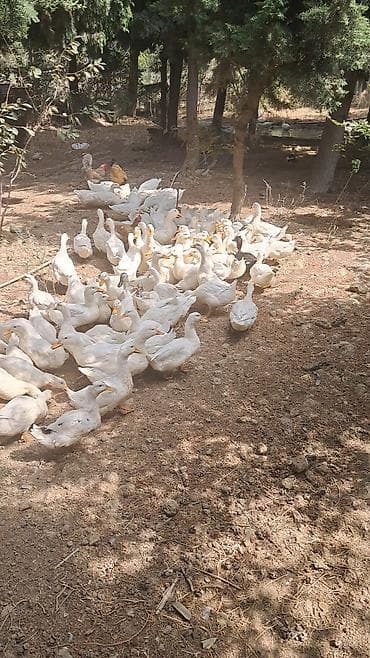 ev pişik adları: Pekin ördəkləri 4 ay yarimliq 120 eded topdan ve ya perakende satiş — 4