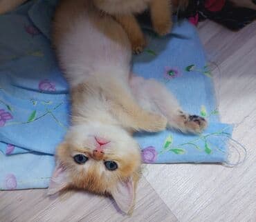 saf qan haski: Qızıl şinşilla, Erkək, Dişi, Yaxşı əllərə, Ünvandan götürmə — 3