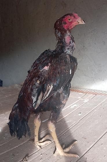 Dovşanlar: Salam. Güclü cins həyrati becələr satılır. Fərqli cinslərdi fərqli — 3