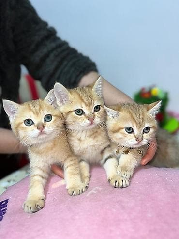 Britan lalafo.az -da Britan