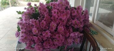 gül salonu: Xrizantema gülləri – müxtəlif rənglərdə - Rənglər: bənövşəyi/çəhrayı — 3