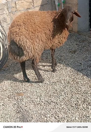 Gəmiricilər: Qoyun – yerli quyruqlu tip - Cins tipi: yerli (quyruqlu), qara — 2