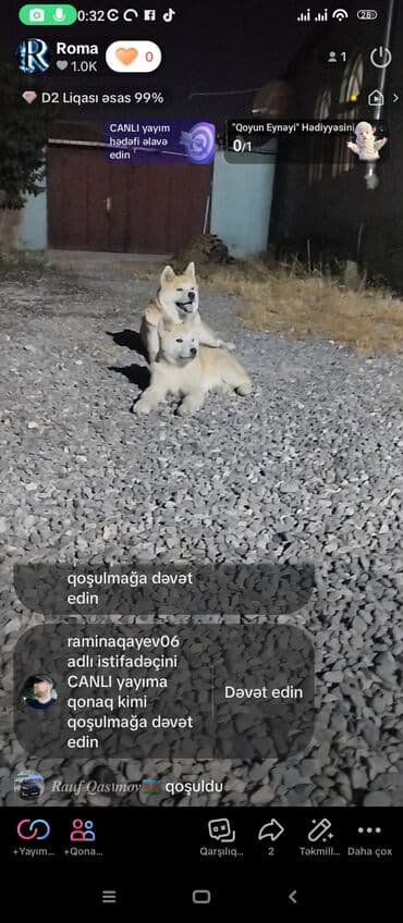 doberman qiymeti: Akita-inu, 4 ay, Dişi, Peyvəndli, Ünvandan götürmə — 1