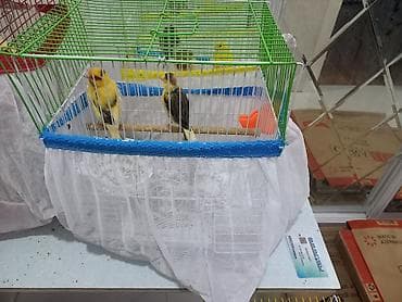 ev pişiyleri: Bayram endirimi cütler qefez qarışıq 130m Təsvir: - Parlaq sarı və — 1