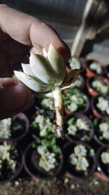 Sukulentin şlamı – Echeveria tipli rozet formalı ətli bitki