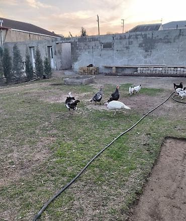 hinduska satisi: Hindular – ev şəraitində becərilən, sağlam və iri cüssəli — 4