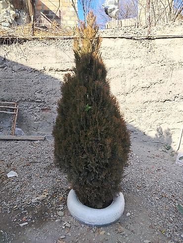 ağac: Thuja (ardıc/leylandi tipli dekorativ iynəyarpaq) – iri, şamşəkilli — 2