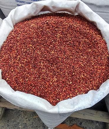 odun samovarları 5l: Süpürgə toxumu yüksək keyfiyyətli, əla məhsuldarlıq, təmizlənmiş — 2