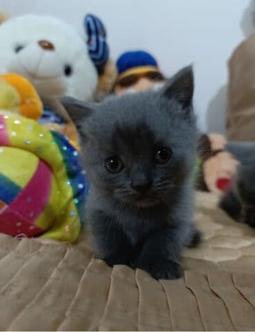 где можно купить котенка: Şotland yastı qulaq, Dişi, Yaxşı əllərə, Ünvandan götürmə, Ödənişli çatdırılma — 3