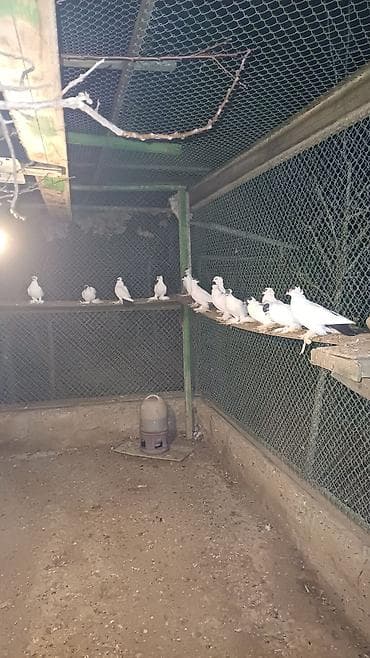 Ağ rəngdə dekorativ göyərçinlər – saqqallı/çıtlı (başında çiçəkvari