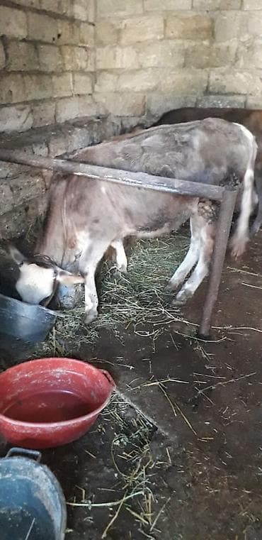 Dana Sarı 1430,boz 1250,qara1250,Qehveyi 1100içeri weraitinde — 8