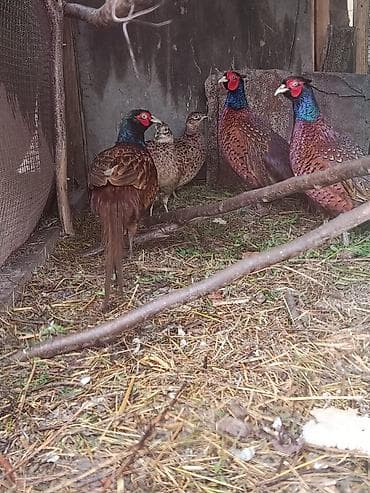 korella quş: Tovuz quslari Damazlig Ag 5 ilik cut 800 hidistan250 olrlekin 200 — 6