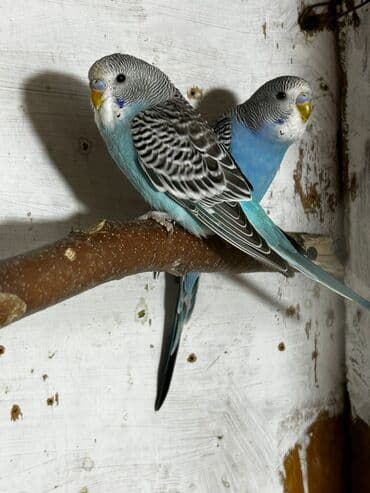 çolpa satılır: İri valnislər satılır 3,4, 10 aylıq Erkeklər satılır, dişi yoxdur — 2