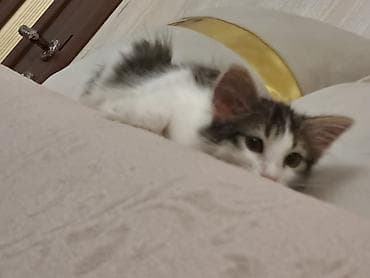 ev heyvanı satışı: 4 aylıq pişik balasına,cinsi qızdır, xeyirxah sahib axtarırıq.Masya — 4