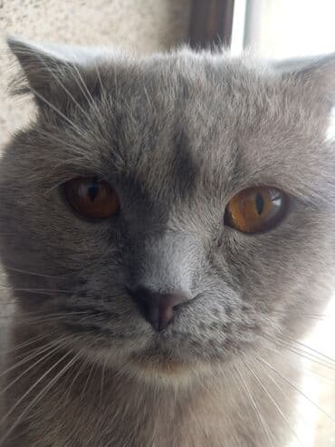 Gəmiricilər: Şotland yastı qulaq, Erkək, Cütləşmə üçün — 2