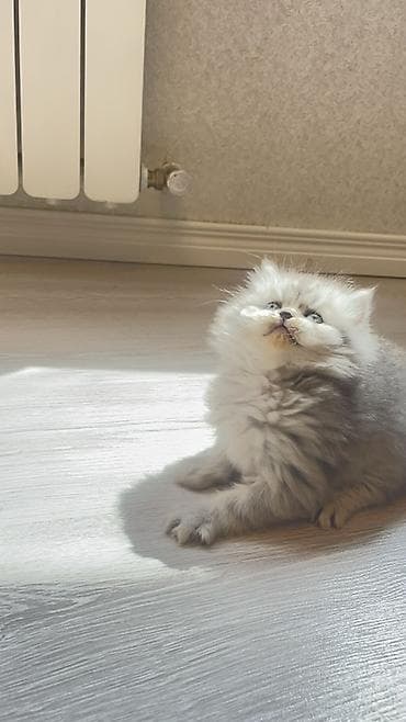 pisiy adlari: Erkək, Yaxşı əllərə, Ünvandan götürmə — 2