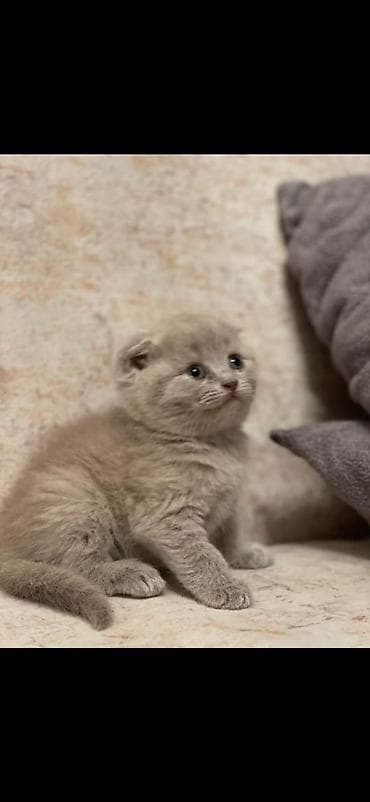 toy terrier: Pişik üçün qaşıyıcı və oyun dirəyi - Material: təbii sizal kəndir ilə — 10