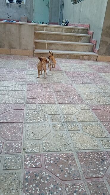 сколько стоит собака чихуахуа: Çixuahua, 2 il — 3