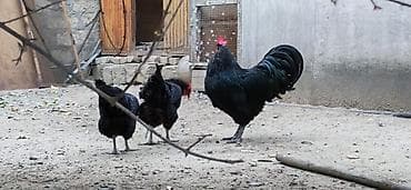 Heyvanlar: Toyuq, Australorp, Damazlıq — 4