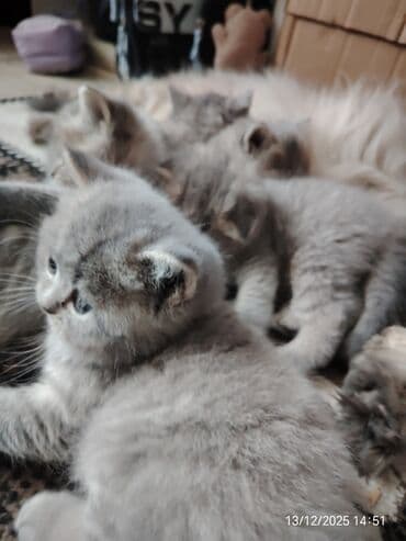 pişiy adlari: Erkək, Dişi — 5