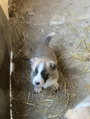 qafqaz çoban: Alabay, 1 ay, Peyvəndli, Pulsuz çatdırılma — 4