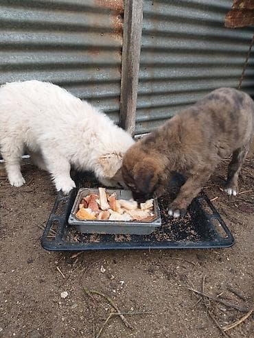 it qiz seksi: 3aylığ sağlam həyət itləri ağ di.idir qaraqəhvəyi erkəydi,ikisi bir — 3