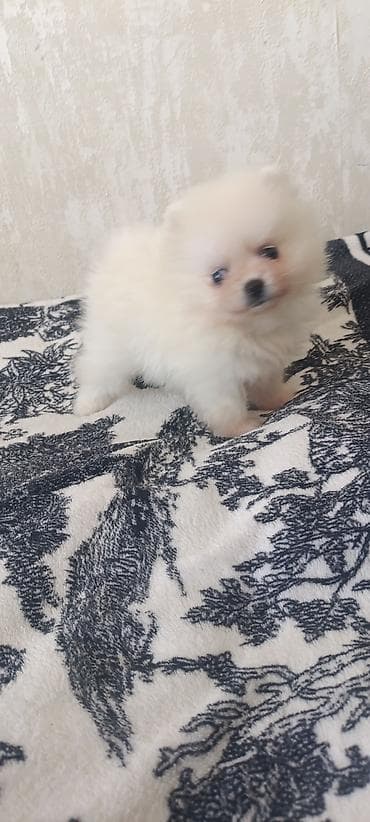 it qiz seksi: Şpitz — 3