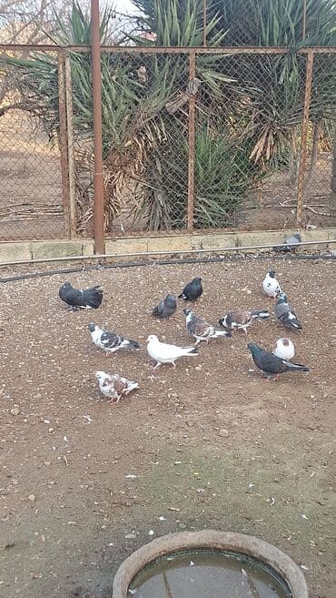 scottish fold qiymeti: Satılır — 5