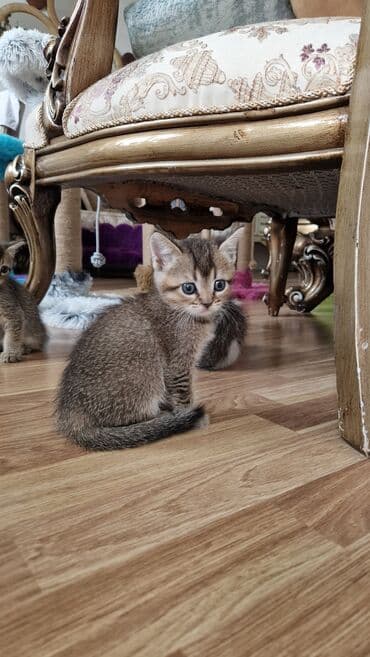 золотая шиншилла котенок: Britan, Dişi, Yaxşı əllərə — 4